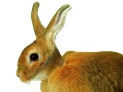 Buster Carcan De Protection Pour Lapins