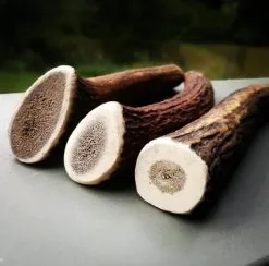 Evident Bois De Cerf Entier M 7 Evident Bois De Cerf Entier M -nourriture pour chien Ventes 2023 bois de cerf 2 1 1
