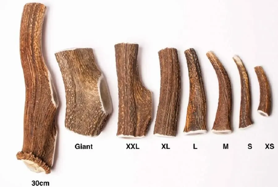 Evident Bois De Cerf Entier M 4 Evident Bois De Cerf Entier M – Image 2