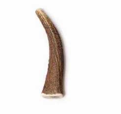 Evident Bois De Cerf Entier M