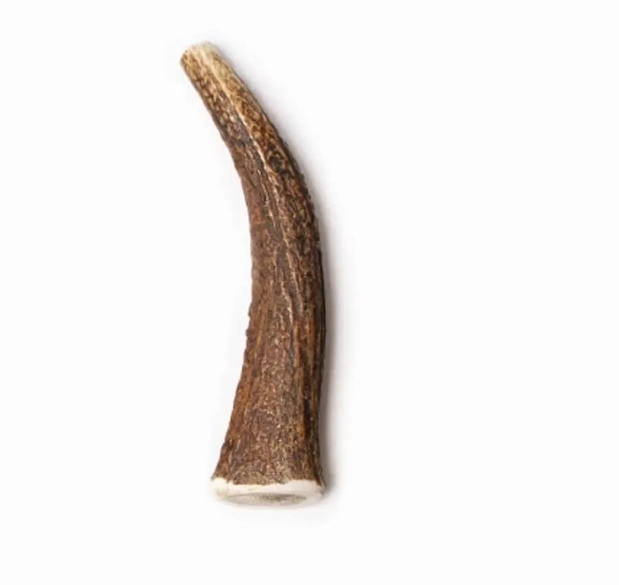 Evident Bois De Cerf Entier M 3 Evident Bois De Cerf Entier M