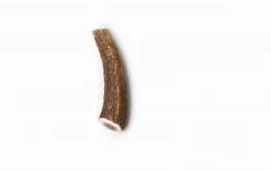 Evident Bois De Cerf Entier XS