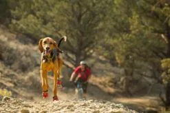 Ruffwear Bottines Grip Trex Rouge 38 Mm - Destockage -nourriture pour chien Ventes 2023 bottines ruffwear grip trex rouge 38 mm4