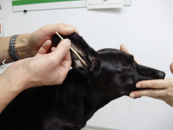 BambooStick Pour Chien S / M X30 -nourriture pour chien Ventes 2023 capture d e cran 2016 12 01 a 16.19.28 2