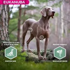 Eukanuba Daily Care Eukanuba Chien Daily Care Sensitive Joints 12 Kg -nourriture pour chien Ventes 2023 eukanuba chien daily care sensitive joints 12 kg4