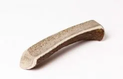 Evident Bois De Cerf Chiot S