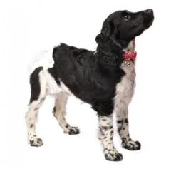 Couche-culotte Camon Chien L X12 -nourriture pour chien Ventes 2023 l