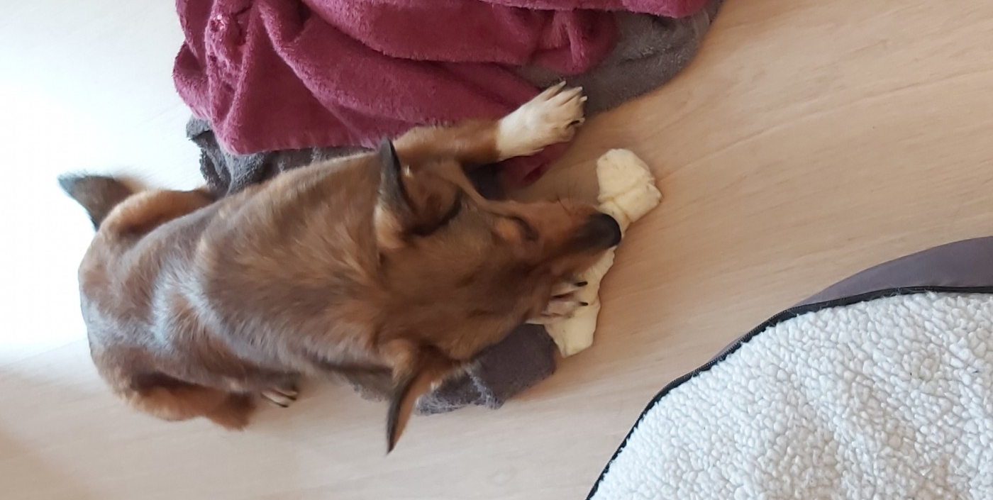 nourriture pour chien Ventes 2023 -nourriture pour chien Ventes 2023 la c961ee4a0e47cf8ba30c7f0565c7808d1633444839