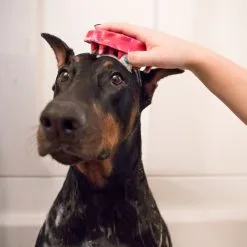 KONG Brosse Zoom Groom Bleue Pour Chien -nourriture pour chien Ventes 2023 picture2