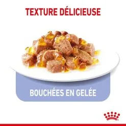Royal Canin Feline Care Nutrition Royal Canin Féline Care Nutrition Appetite Control Gelée 12 X 85 G -nourriture pour chien Ventes 2023 royal canin feline care nutrition appetite control gele e 12 x 85 g3