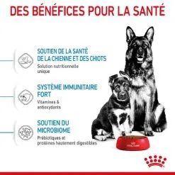 Royal Canin Size Health Nutrition Royal Canin Maxi Starter Mother And Babydog 15 Kg -nourriture pour chien Ventes 2023 royal canin maxi starter mother and babydog 3